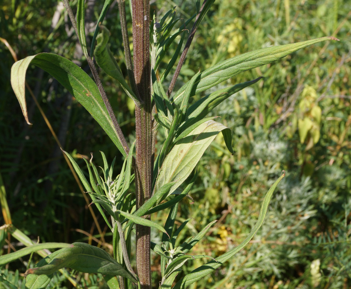 Изображение особи Saussurea elata.