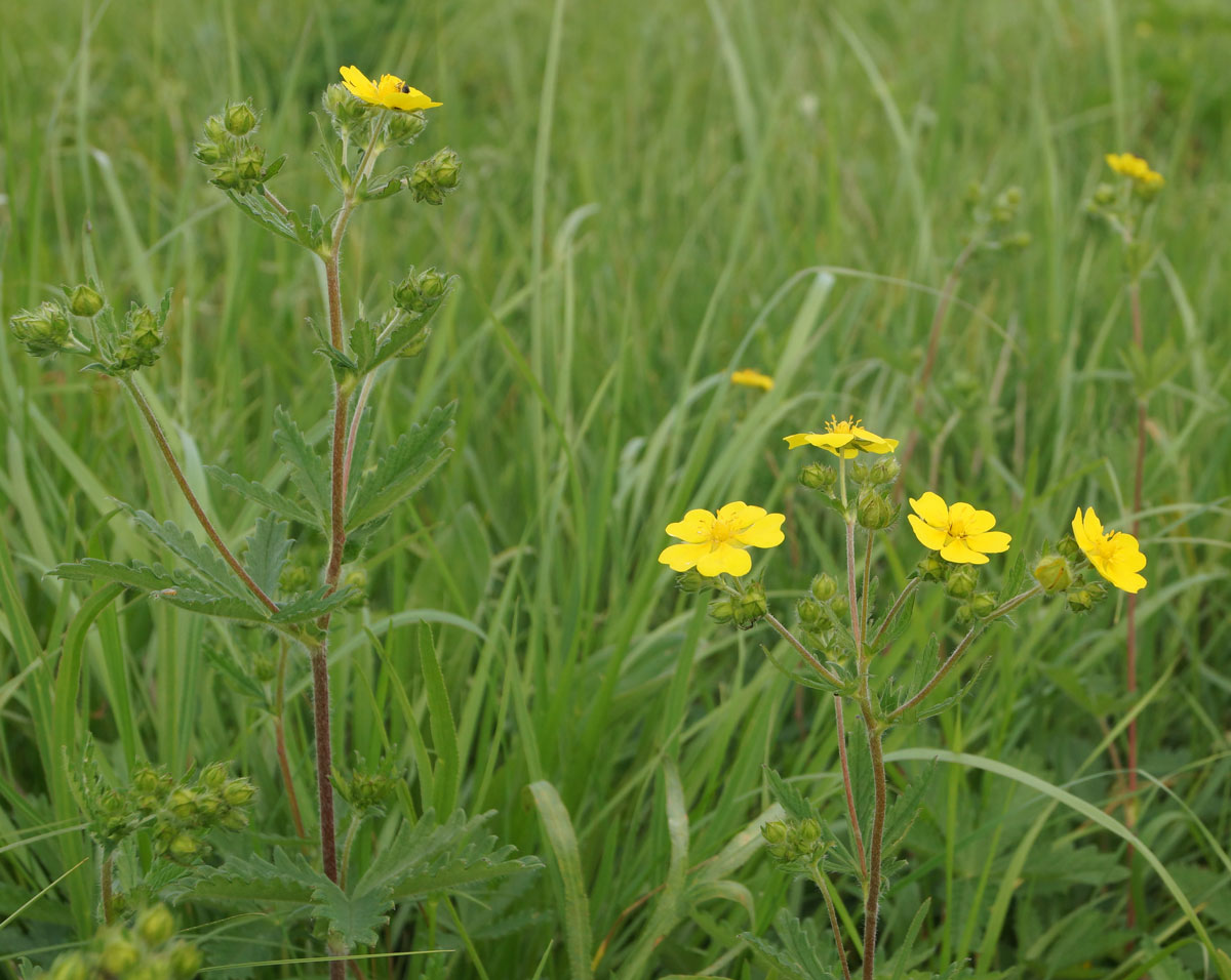 Изображение особи Potentilla recta.