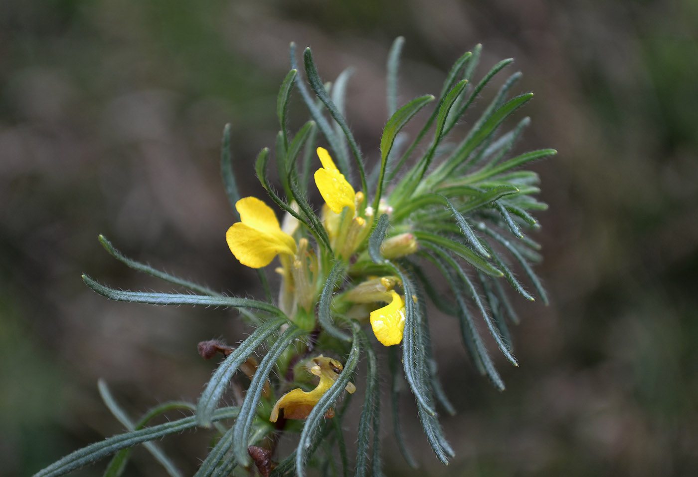 Image of Ajuga chamaepitys specimen.