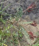 Astragalus monspessulanus