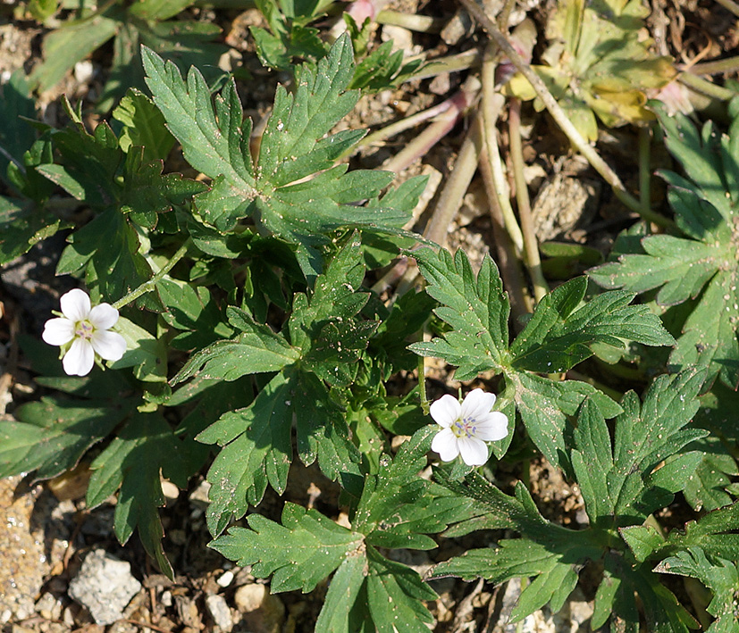 Image of Geranium sibiricum specimen.