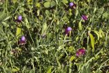 Lathyrus clymenum