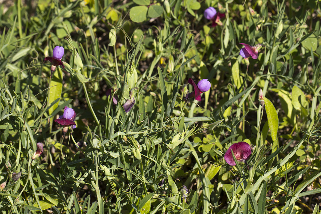 Изображение особи Lathyrus clymenum.