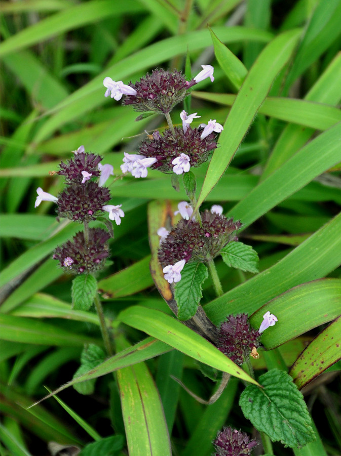 Image of Clinopodium chinense specimen.