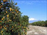 Citrus sinensis