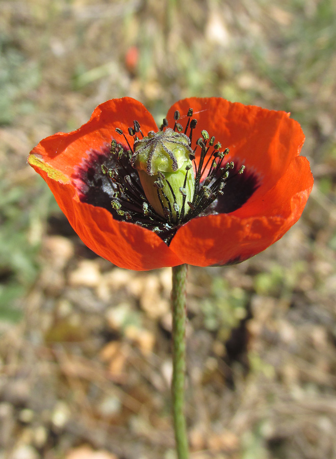 Image of Papaver stevenianum specimen.