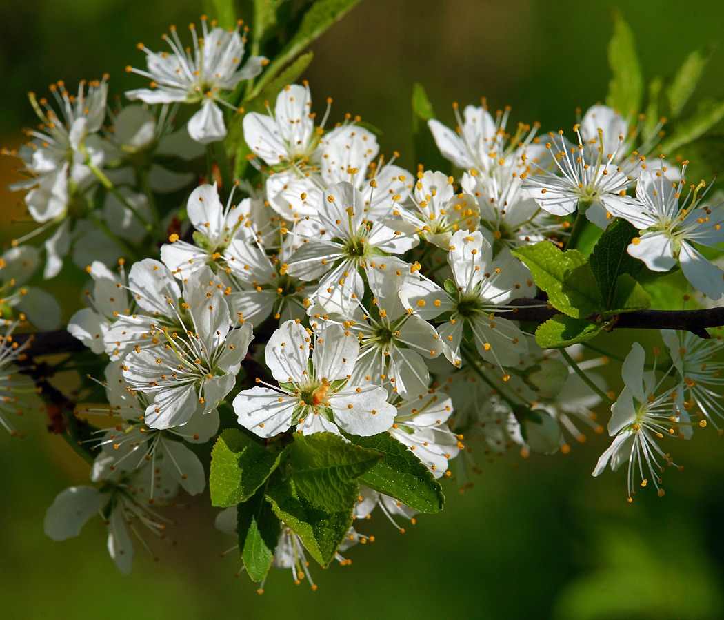 Изображение особи Prunus spinosa.