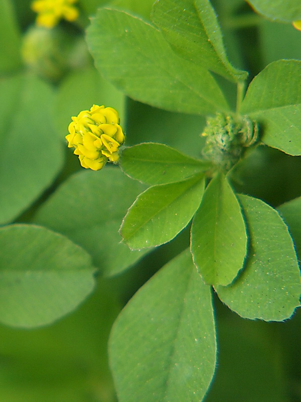 Image of Medicago lupulina specimen.