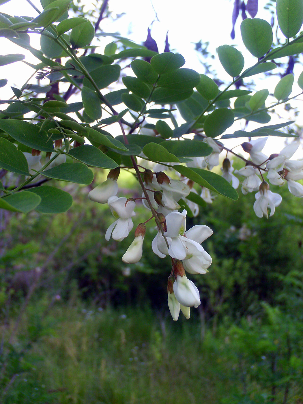 Image of Robinia pseudoacacia specimen.