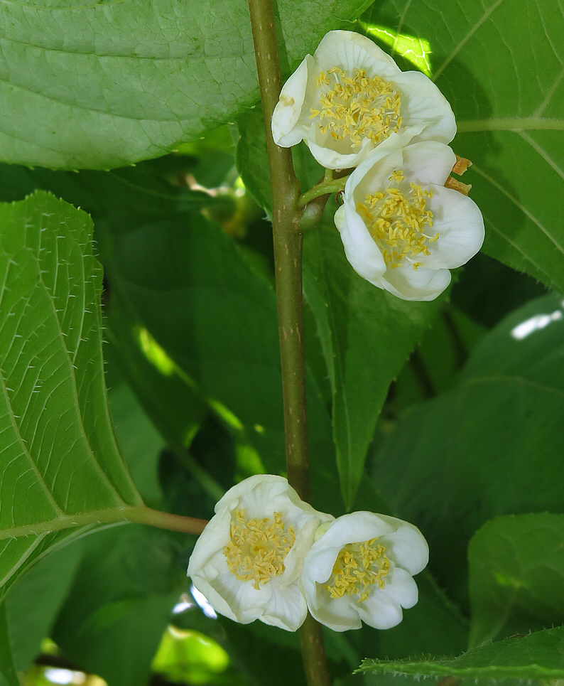 Image of Actinidia polygama specimen.