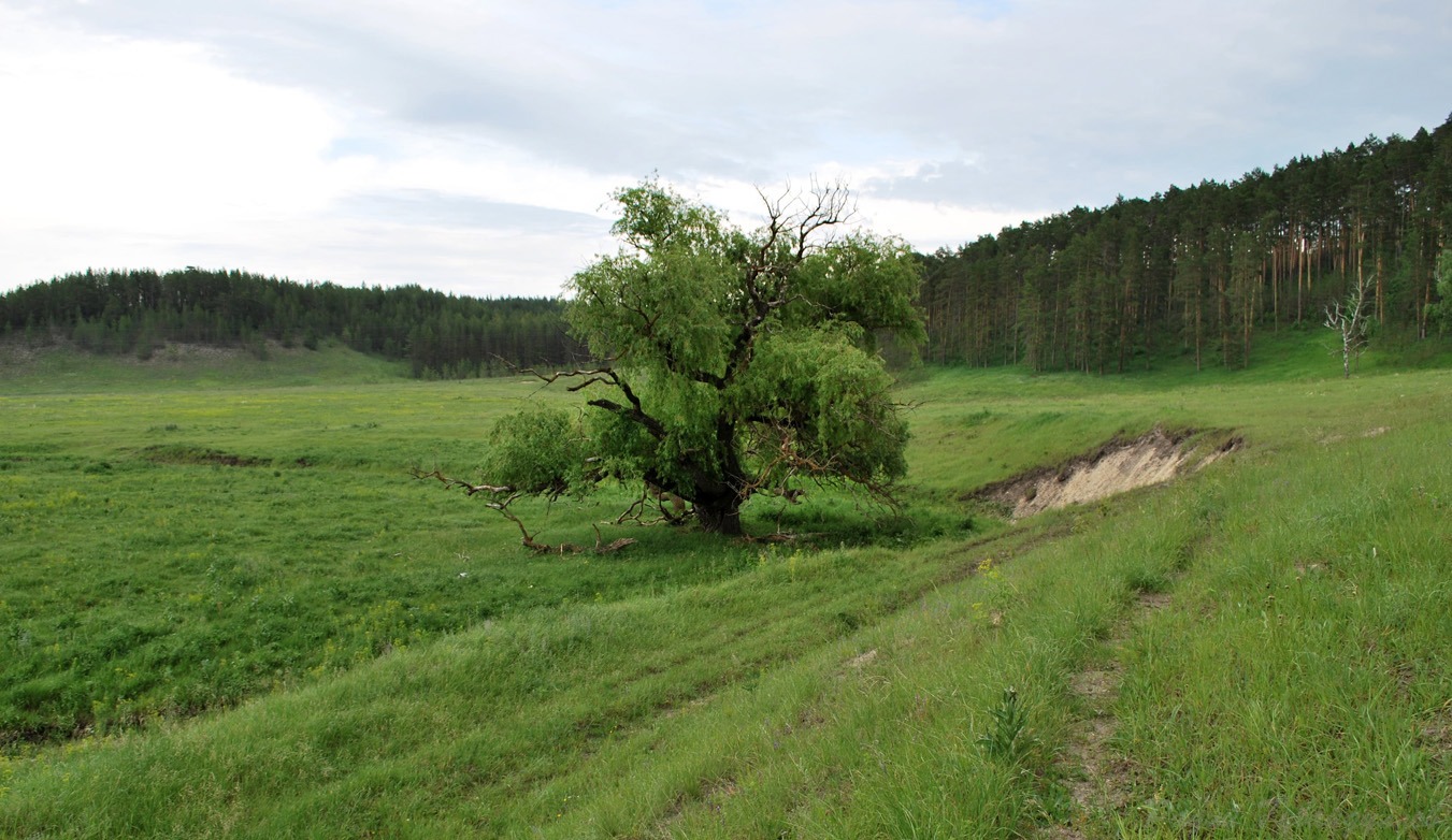 Изображение особи Salix &times; fragilis.