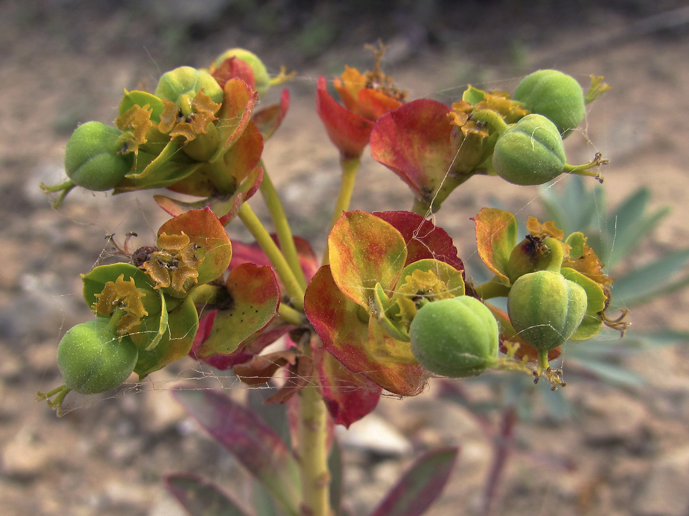 Image of Euphorbia nicaeensis specimen.