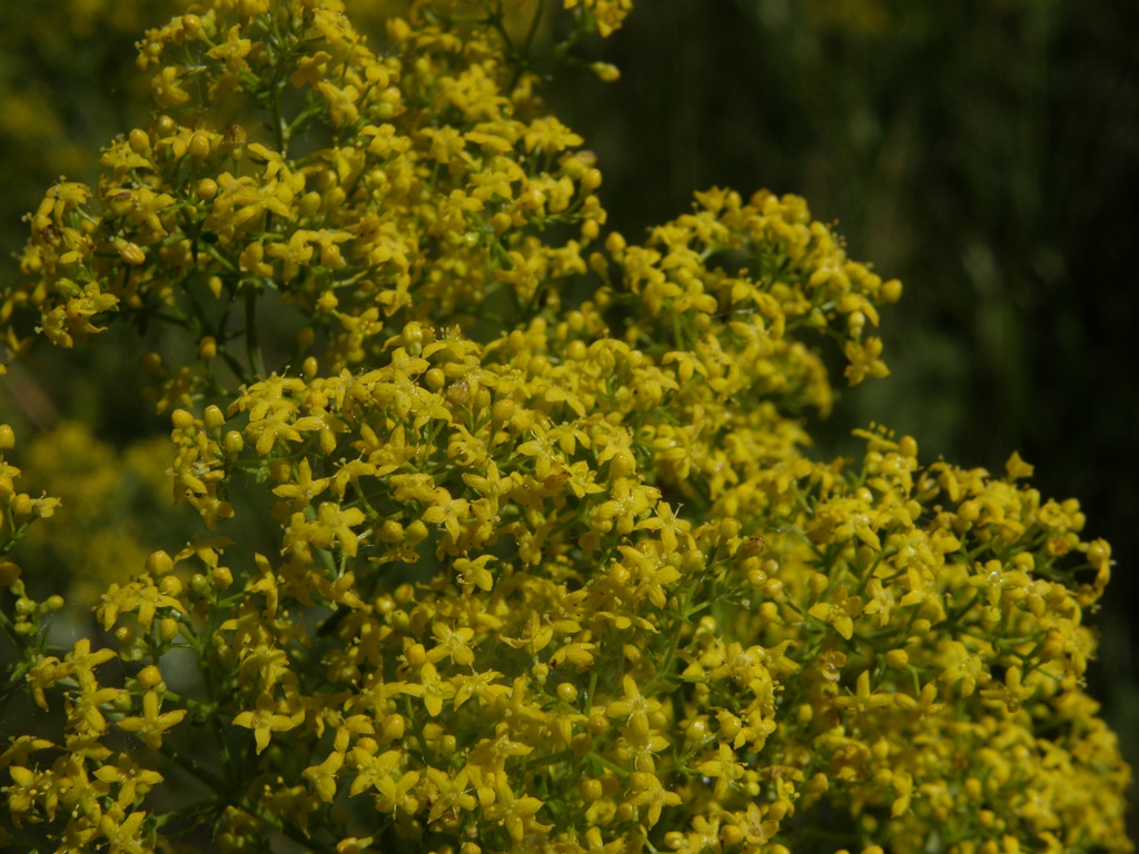 Изображение особи Galium verum.