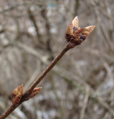 Изображение особи Syringa persica.