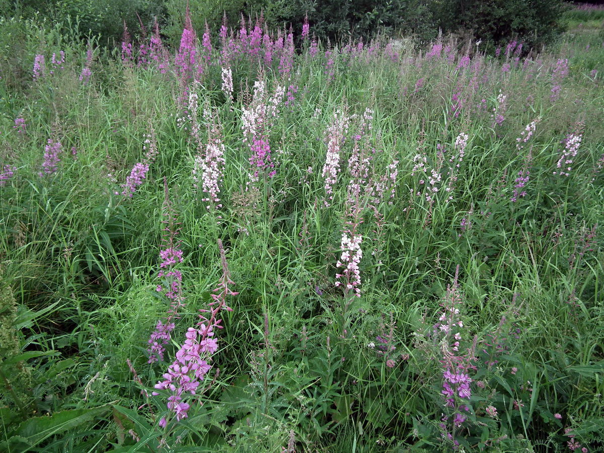 Image of Chamaenerion angustifolium specimen.