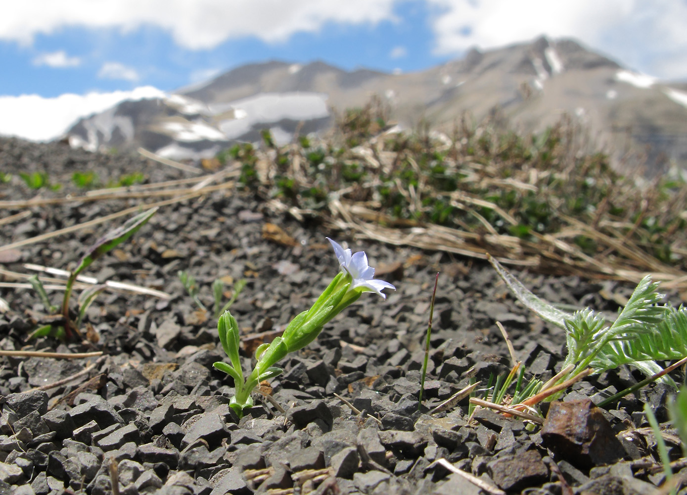 Image of Gentiana aquatica specimen.