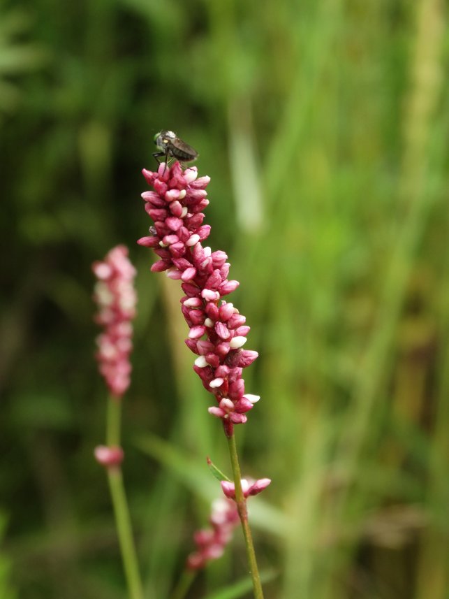 Изображение особи Persicaria maculosa.