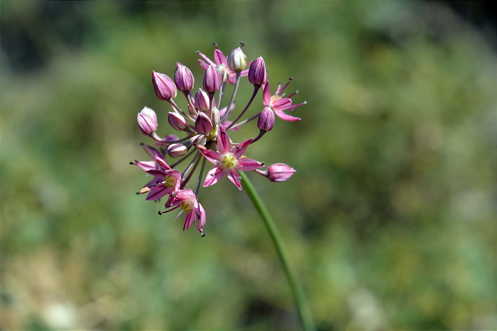 Image of genus Allium specimen.