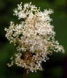 Filipendula palmata