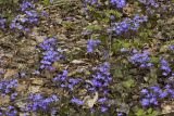 Hepatica nobilis