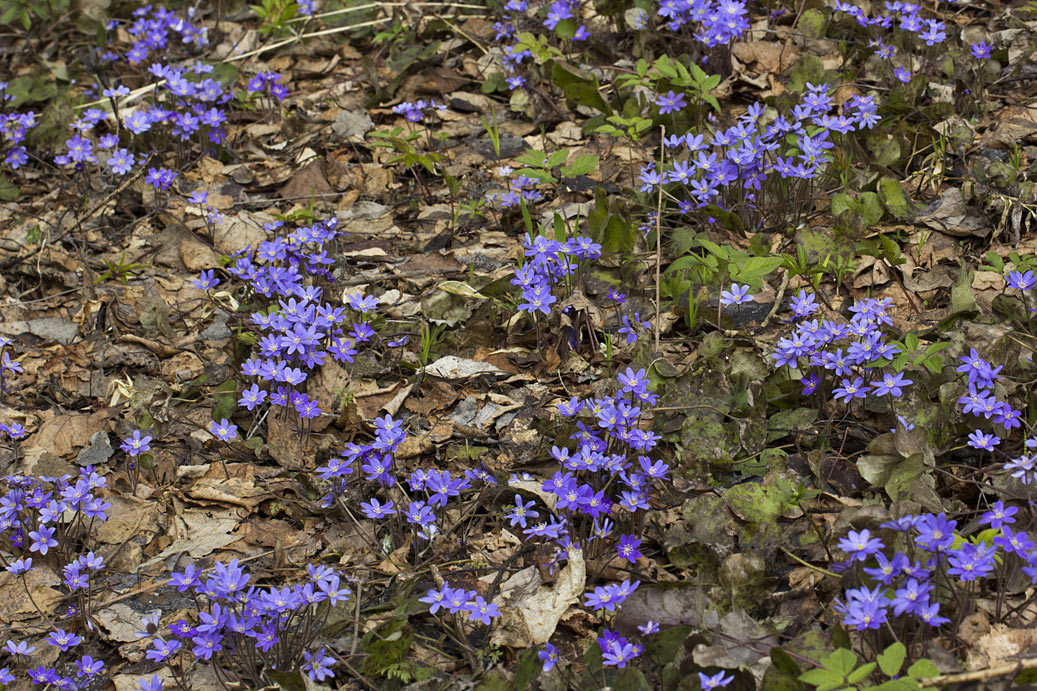 Image of Hepatica nobilis specimen.