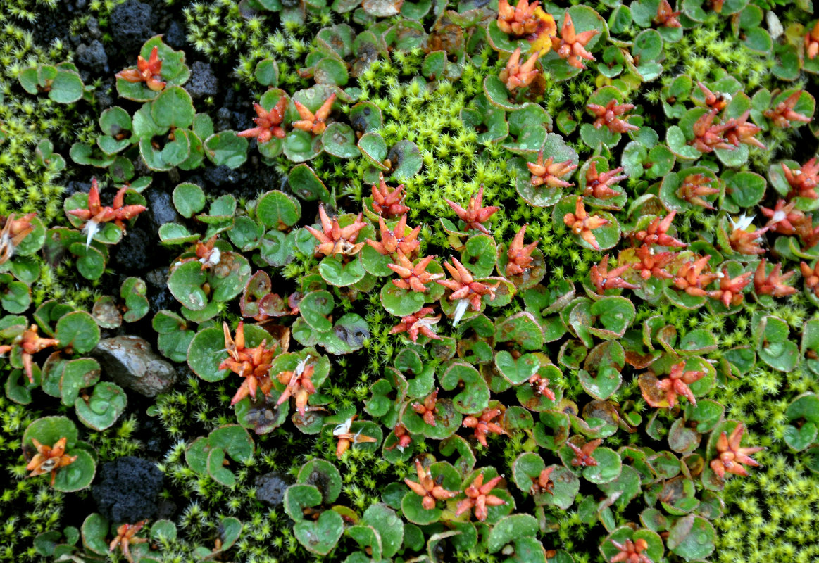 Image of Salix herbacea specimen.