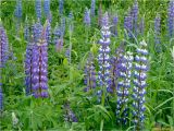 Lupinus polyphyllus. Соцветия и листья. Украина, Ивано-Франковская обл., Долинский р-н, с. Княжелука, поле. 01.06.2016.