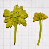 Image of taxon representative. Author is Татьяна Мальчинская