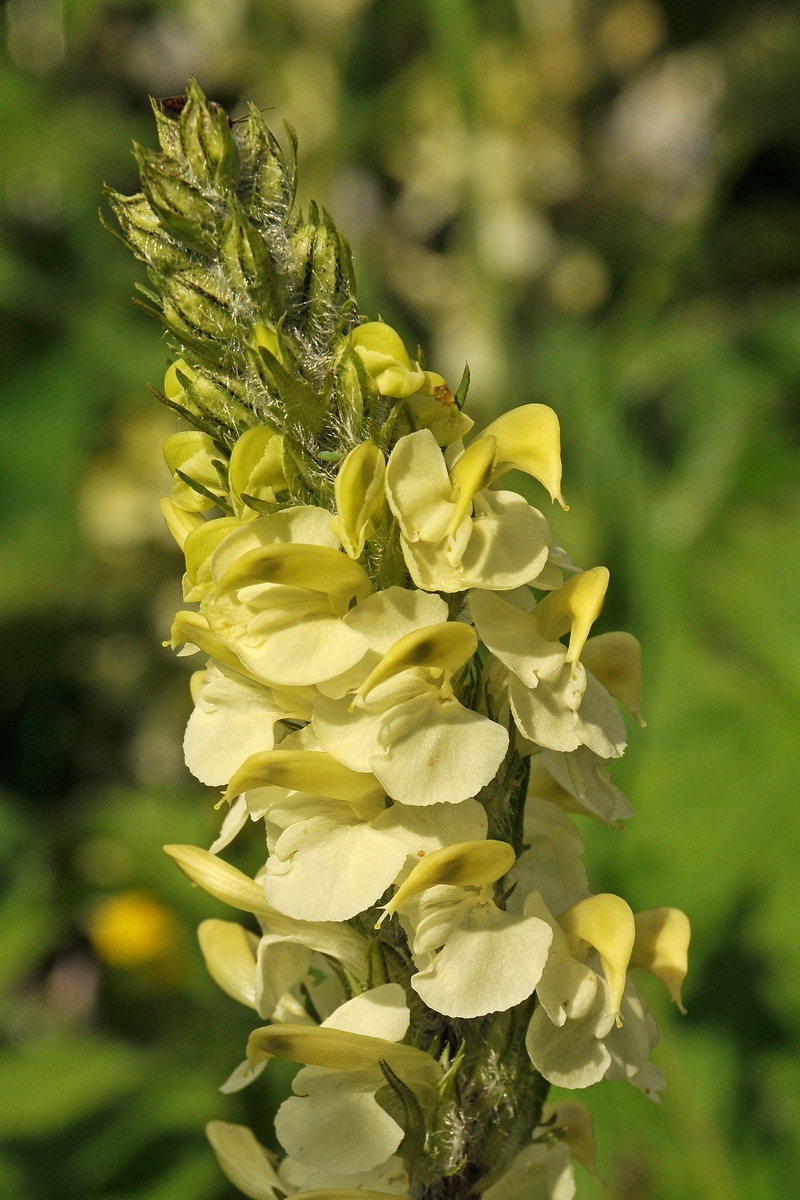 Image of Pedicularis dolichorrhiza specimen.