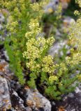 genus Galium. Соцветия. Северная Осетия, Алагирский р-н, окр. пос. Верхний Фиагдон, ≈ 1200 м н.у.м., остепнённый склон. 04.07.2016.