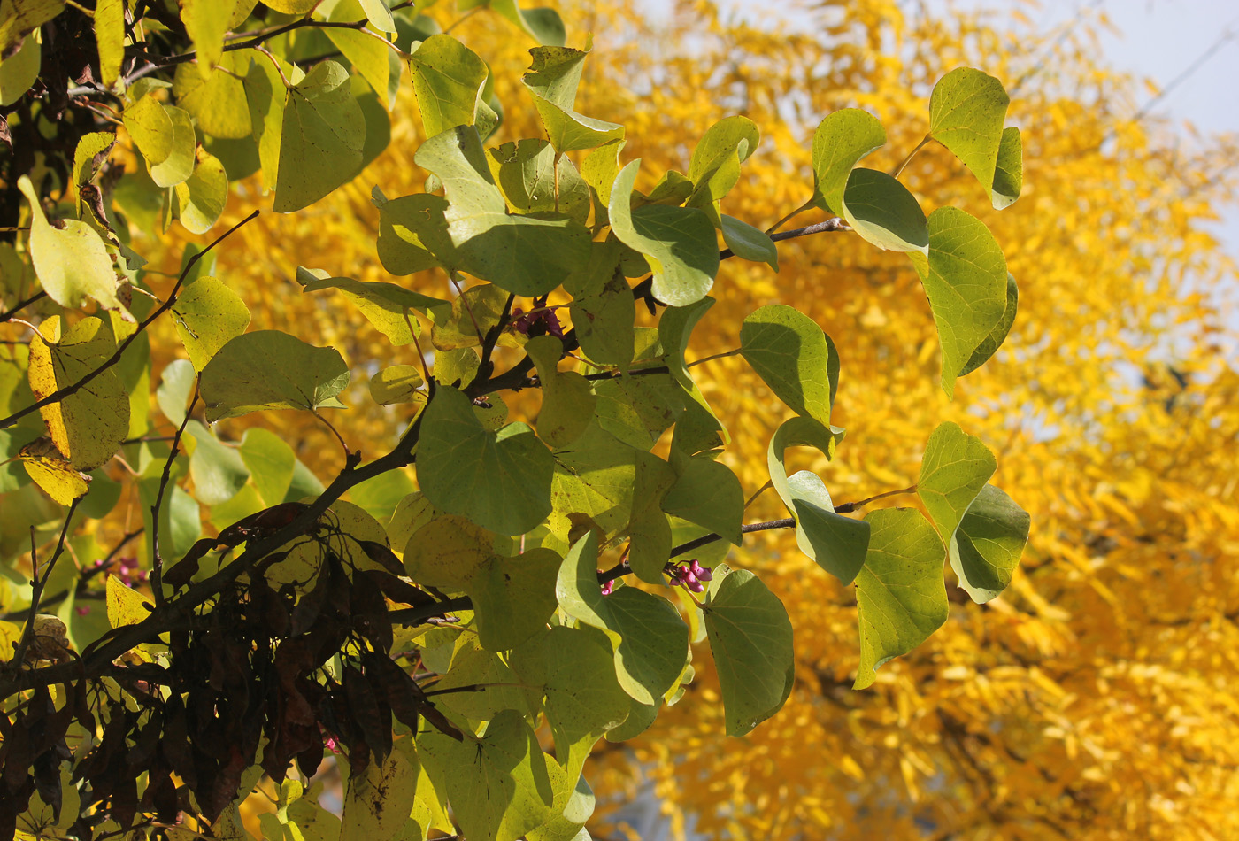 Изображение особи Cercis siliquastrum.