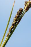 Carex bigelowii