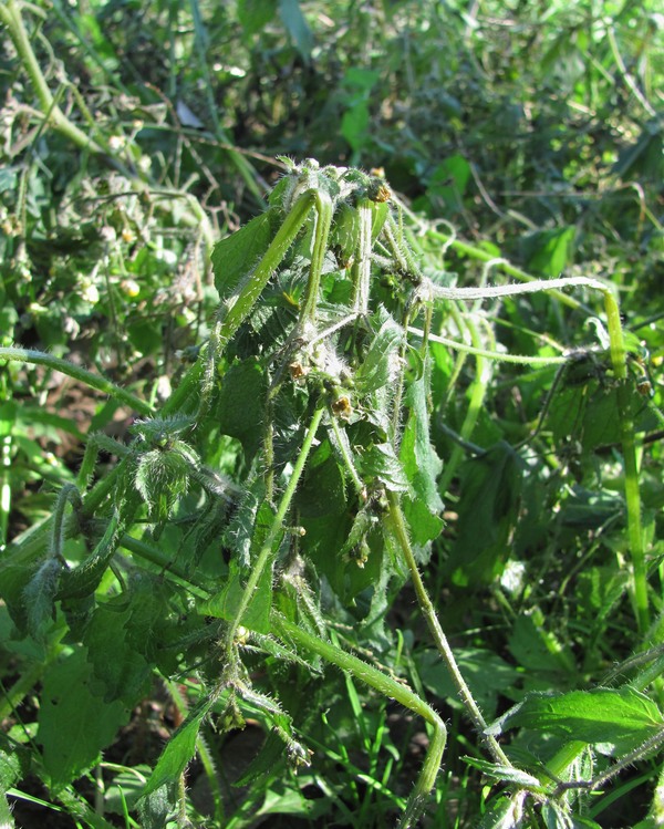 Image of Galinsoga quadriradiata specimen.