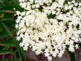 Sambucus nigra