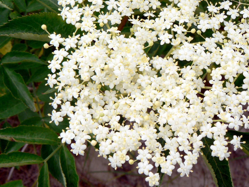 Image of Sambucus nigra specimen.