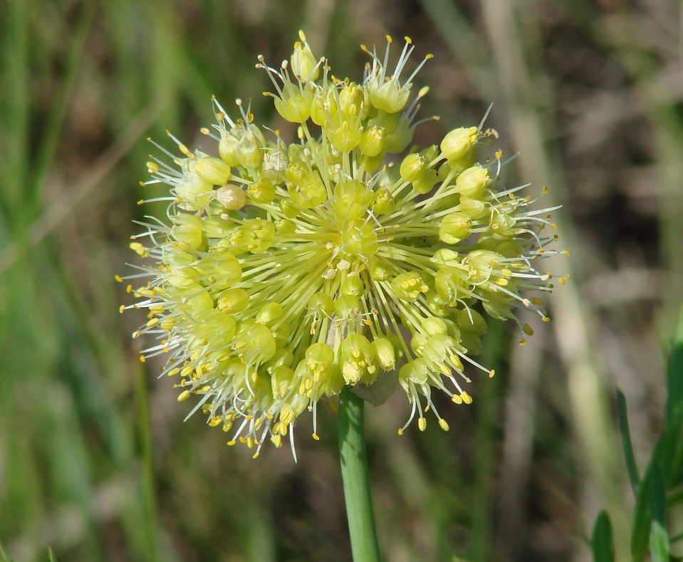 Image of Allium obliquum specimen.