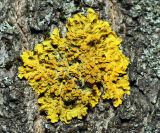 Xanthoria parietina. Слоевище с апотециями на коре берёзы. Воронежская обл., Павловский р-н, окр. села Михайловка, Шипов лес. 18.06.2011.
