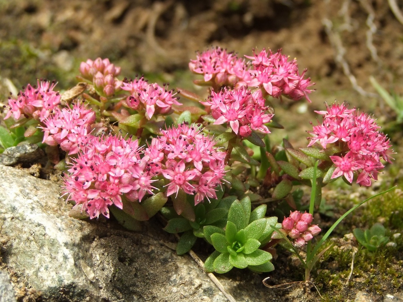 Изображение особи Hylotelephium cyaneum.