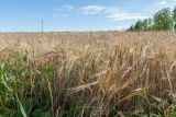 Triticum aestivum. Аспект плодоносящих растений на поле. Беларусь, Витебская обл., Городокский р-н, окр. пос. Малашенки, промышленные посевы. 17.08.2016.