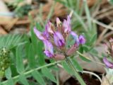 Oxytropis strobilacea. Соцветие. Иркутская обл., Шелеховский р-н, окр. с. Моты, склон горы Домашняя. 25.05.2016.