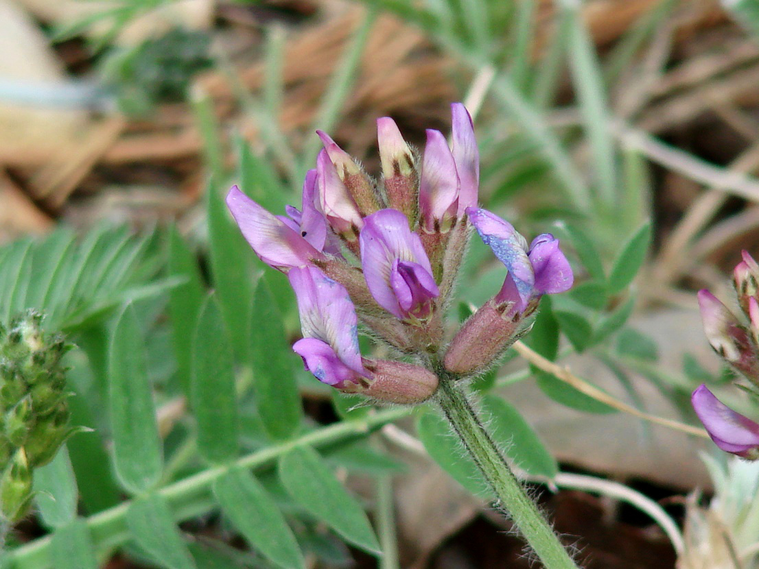Image of Oxytropis strobilacea specimen.