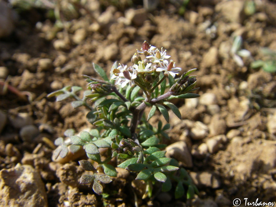 Изображение особи Hornungia petraea.