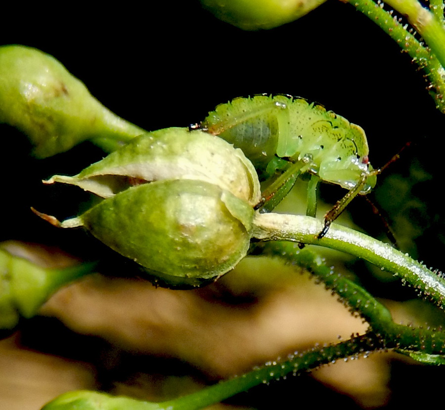 Изображение особи Scrophularia nodosa.