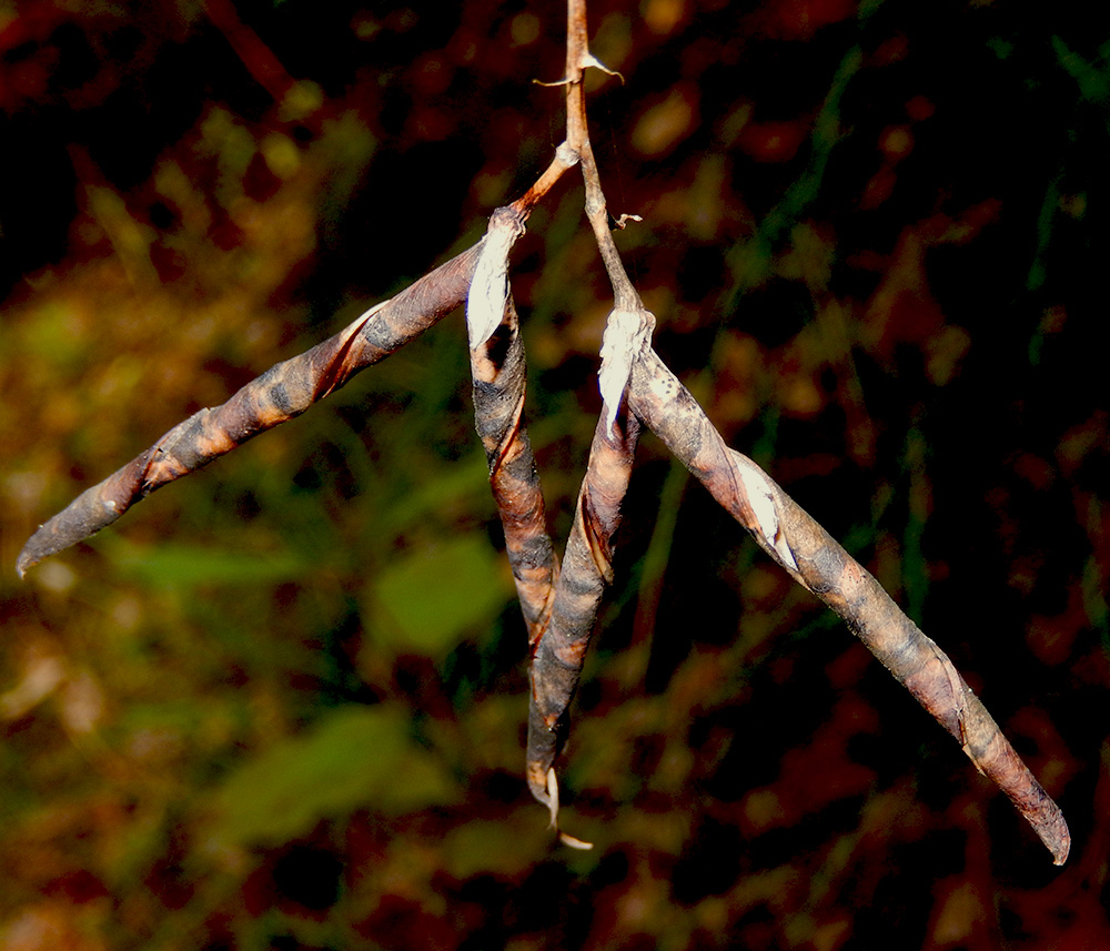 Image of Lathyrus miniatus specimen.