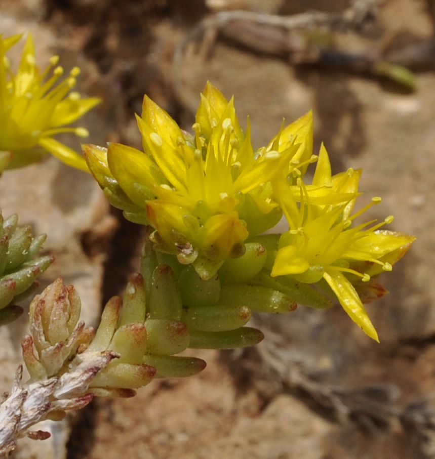 Image of Sedum urvillei specimen.