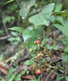 род Rubus. Часть плодоносящего побега. Остров Борнео (Калимантан), Малайзия, провинция Сабах, склон горы Трас-Мади, 1300 м н.у.м., тропический дождевой лес. 23.02.2013.