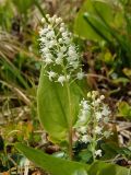 Maianthemum bifolium