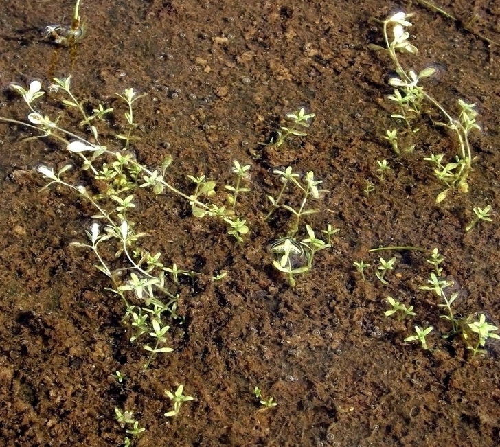 Image of Callitriche palustris specimen.