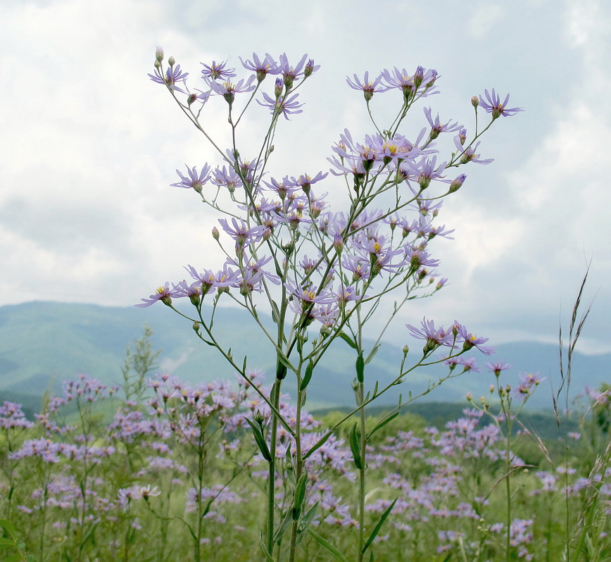 Image of Aster tataricus specimen.