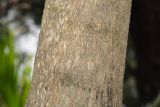 Terminalia catappa